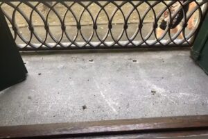 My placerent – prato della valle