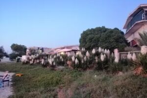 Pizzeria Lido Checca