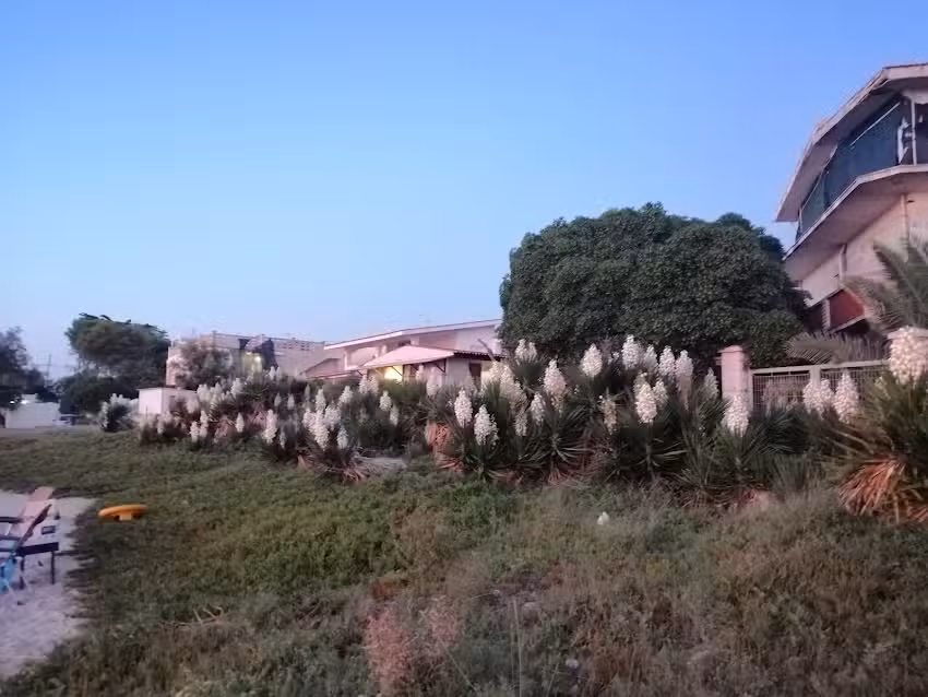 Pizzeria Lido Checca