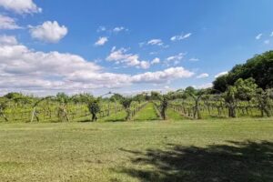 Podere I Chiostri di Furzi Luca