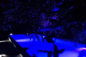 Relais Tra Gli Ulivi