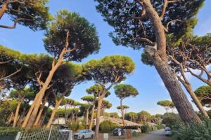 Residence “Il Pineto”