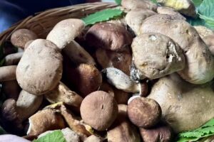 Ristorante Hotel Dino