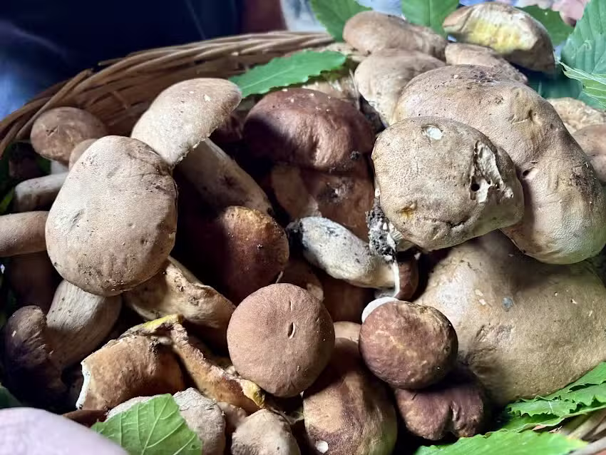 Ristorante Hotel Dino