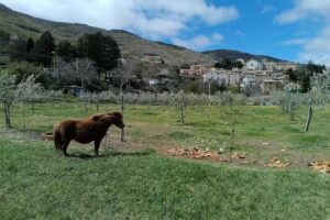 Ristorante Pizzeria Belvedere