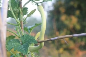 San Martino s.s.a. azienda agricola biologica