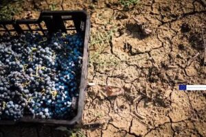 Tenimenti Luigi d’Alessandro