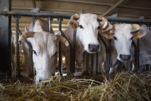 Tenuta Luchetti | Agriturismo