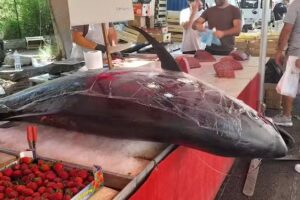 Villa Grazia – Casa Romeo