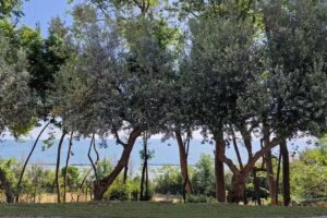 Villa Le Cupe. Cupra Marittima, Marche