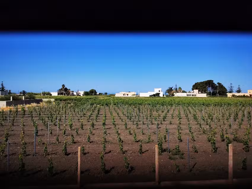 Villa Paradiso Mediterraneo